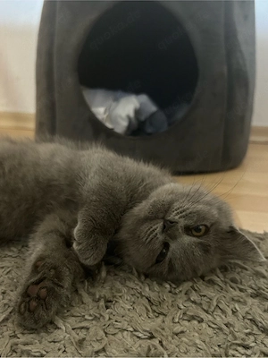 BKH kitten sucht liebesvolles zuhause . 