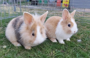 Zwergkaninchen Löwenköpfchen Kaninchen