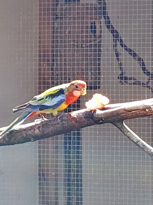 Prachtrosella 