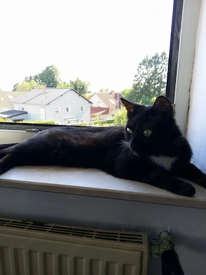 Schöne Schwarze Katze Dame suche neue Haus 