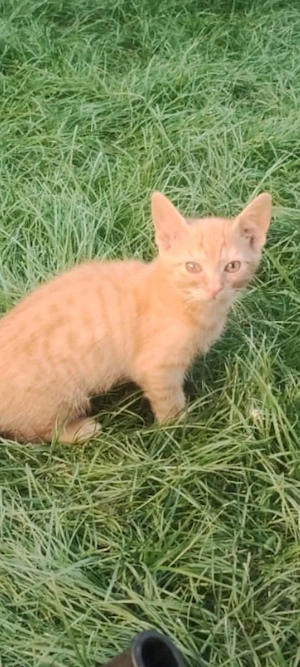 Baby Katze, Bauernhof Katze 11 Monate alt 
