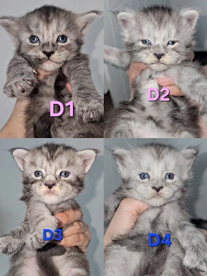 XXL Reinrassige Maine-Coon Kitten Katerchen Mädchen mit Stammbaum