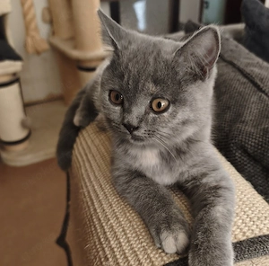 Letztes BKH-Mädchen (14 Wochen) sucht Kuschelplatz   Seltene Farbe Blue Tortie!