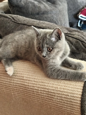 Letztes BKH-Mädchen (14 Wochen) sucht Kuschelplatz   Seltene Farbe Blue Tortie!