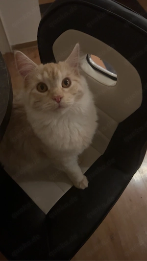 Maine Coon Katze 