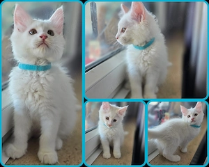 maine coon kitten