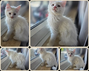 maine coon kitten