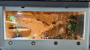 Terrarium mit 2 Leopardengeckos - komplett ausgestattet