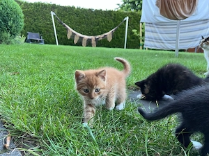 Verspielte Kitten suchen ein liebevolles Zuhause