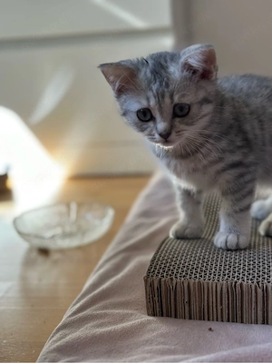 3 monate alte Britisch-Kurzhaar-Katze sucht ein liebevolles Zuhause