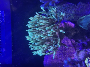 Verkaufe eine SPS Seriatopora Caliendrum grün 