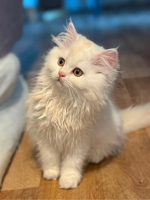    Zwei wunderschöne Kitten suchen ein liebevolles Zuhause   