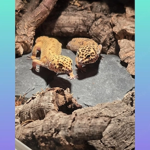2 Leopardgecko Weibchen 3 Jahre