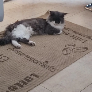 maine coon deckkater Bild 7