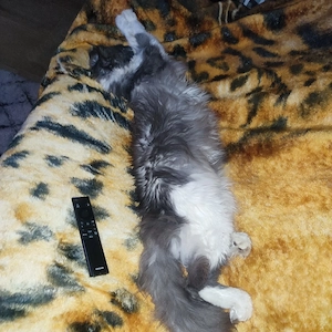 maine coon deckkater Bild 8