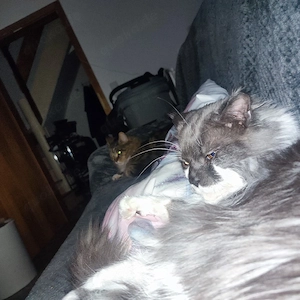 maine coon deckkater Bild 6