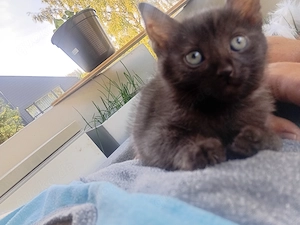 Katzenbaby