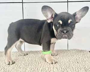 Französische Bulldogge Welpen