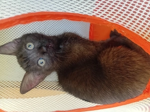 Katzenbaby