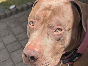 Luna sucht ein neues Zuhause mit sehr viel Liebe 