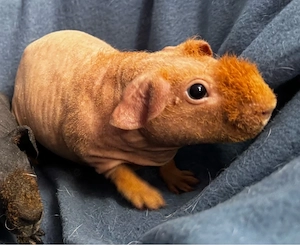 Skinny Pig Kastrat 3 Monate Meerschweinchen