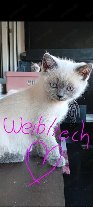 BKH  Blau point. Sechs Wünderschöne Kätzchen 