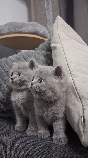 Bkh Kitten 
