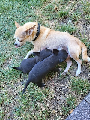Minichihuahua 