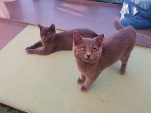 Bkh kleine 3 kater