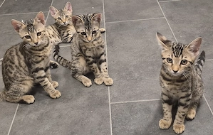 Bengal Mix Kitten Weibchen zu verkaufen