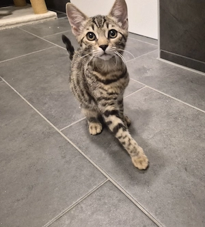 Bengal Mix Kitten 2 Weibchen noch zu verkaufen