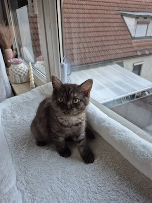 Bkh kitten nur noch 1 zuhaben!