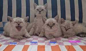 Wunderschöne BKH Kitten Britisch Kurzhaar suchen ein liebevolles Zuhause