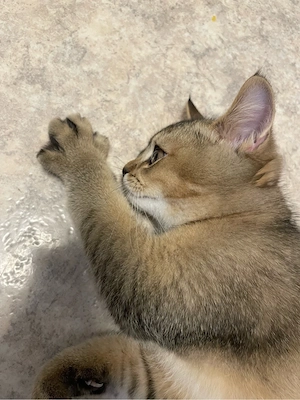 Britisch Kurzhaar Golden Tabby Kätzchen suchen sich ein neues zuhause 