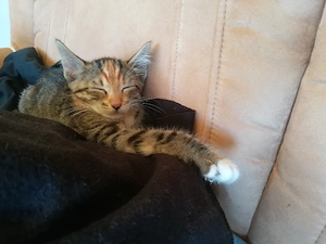 Ab 1.8.26 sind 5 Bengal Mix kitten zu verkaufen  Bild 3