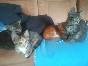 Ab 1.8.26 sind 5 Bengal Mix kitten zu verkaufen 