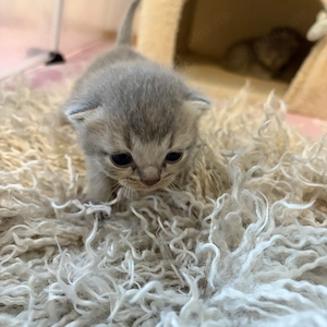 Britisch Kurzhaar Kitten