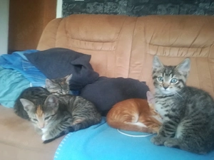 Ab 1.8.26 sind 5 Bengal Mix kitten zu verkaufen 