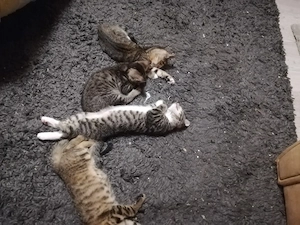 Ab 1.8.26 sind 5 Bengal Mix kitten zu verkaufen  Bild 4
