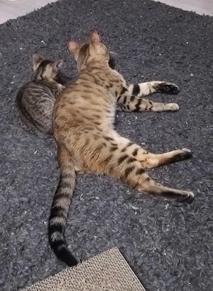 Ab 1.8.26 sind 5 Bengal Mix kitten zu verkaufen  Bild 7