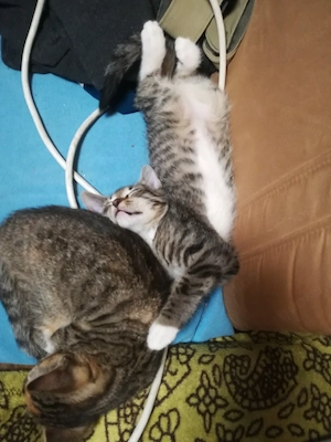 Ab 1.8.26 sind 5 Bengal Mix kitten zu verkaufen  Bild 5