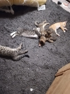 Ab 1.8.26 sind 5 Bengal Mix kitten zu verkaufen  Bild 6