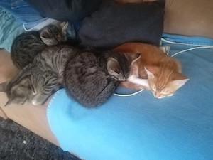 Ab 1.8.26 sind 5 Bengal Mix kitten zu verkaufen  Bild 2