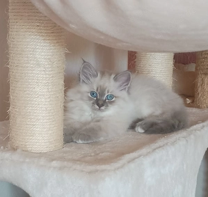 Neva Masquarade Kitten 