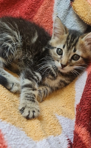 Katzenbaby 