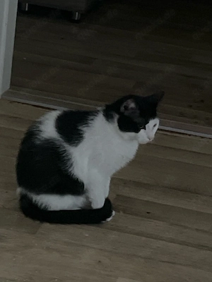 Katze verkauf