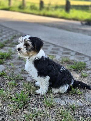 Biewer Yorkshire Terrier Welpen 