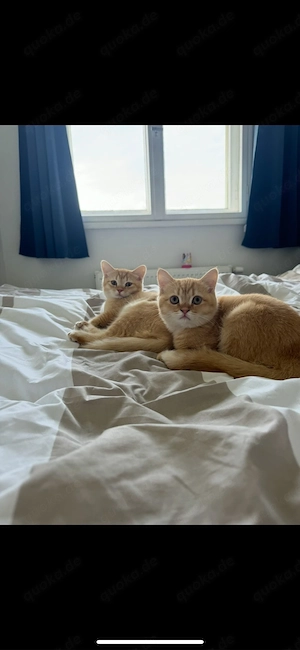 2 Kater abzugeben