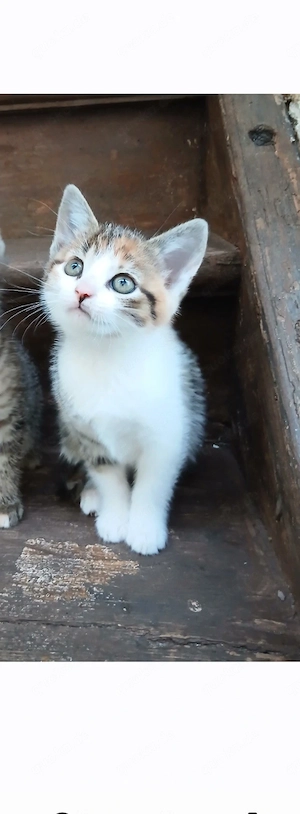Katzenbaby Katzenkind Kitten abzugeben 