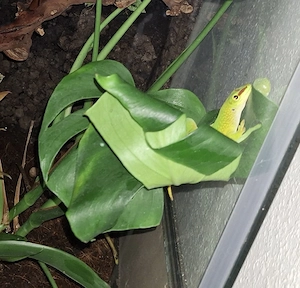 phelsuma grandis paar mit terrarium 
